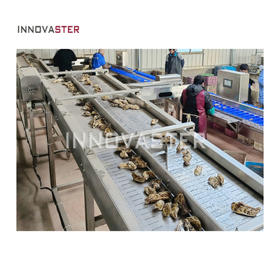 2500W 자동 롤러 브러쉬 세탁 해산물 처리 오이스터 무게 분류 기계